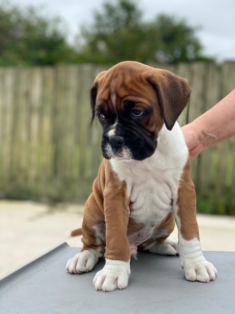 gumtree boxer puppies for sale